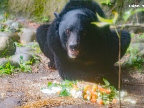 黑糖17歲了！一場生日派對，帶我們學會與黑熊溫柔共存